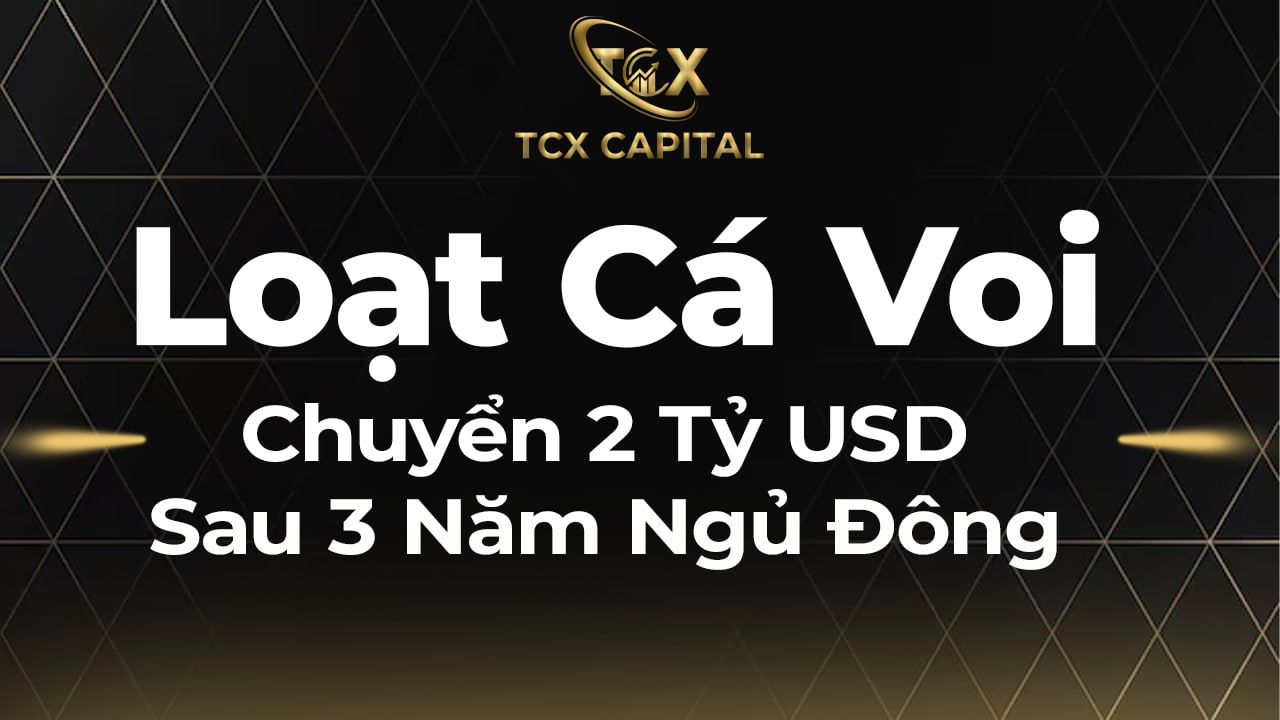 Loạt Cá Voi Chuyển 2 Tỷ USD Sau 3 Năm Ngủ Đông